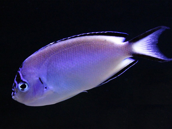 Genicanthus watanabei - Pracht-Lyrakaiserfisch, Weibchen