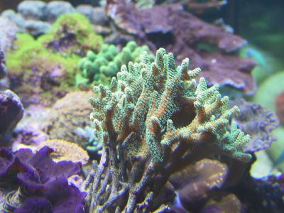 Seriatopora hystrix - Buschkoralle grün frag