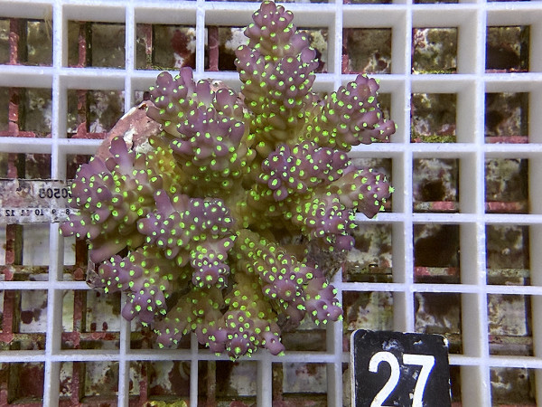 Acropora nana tricolor (27)