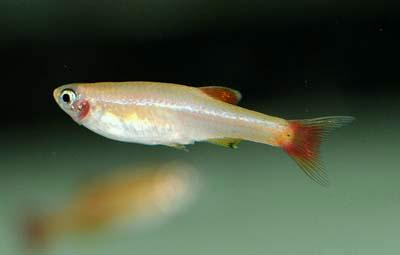 Tanichthys albonubes - Goldener Kardinalfisch
