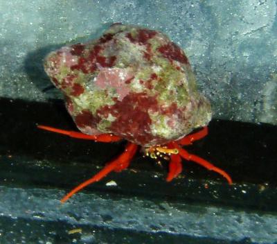 Paguristes cadenati - roter Einsiedlerkrebs (Karibik)