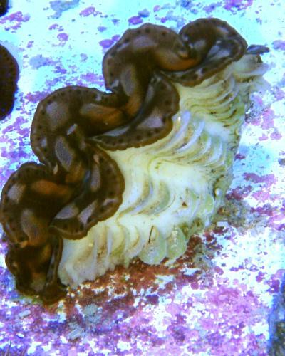Tridacna maxima - Mördermuschel, gold 4-5cm (E 00946/18)