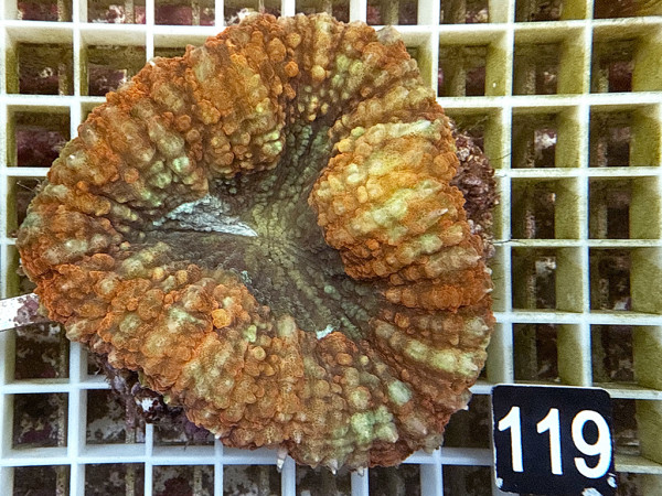 Lobophyllia spec. - Hirnkoralle ultra (119)