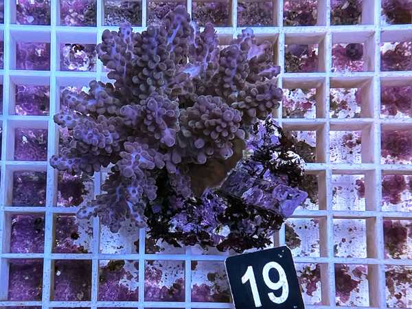 Acropora spec. (19)