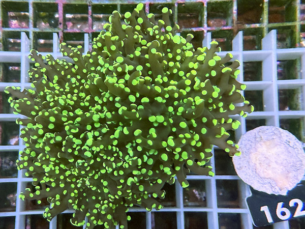 Euphyllia yaeyamaensis grün Einzelpolyp (162)
