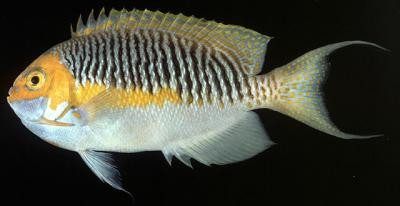 Genicanthus semifasciatus - Japanischer Lyrakaiserfisch, Männchen