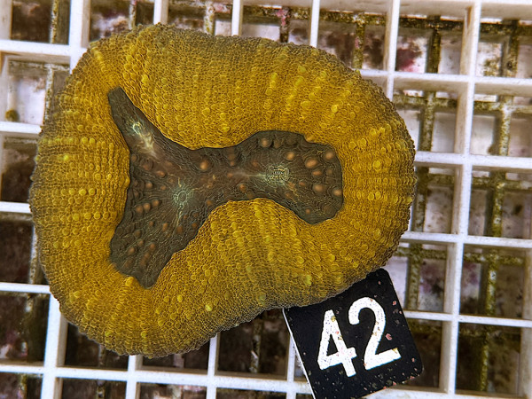 Lobophyllia spec. - Hirnkoralle ultra (42)