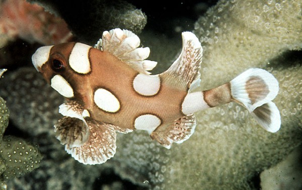 Plectorhinchus chaetodonoides - Harlekin-Süßlippe