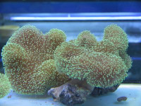 Sarcophyton spec. - Lederkoralle grün Sarcophyton spec. - Lederkoralle grün