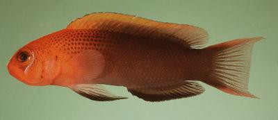 Pseudochromis steenei - Steenes Zwergbarsch