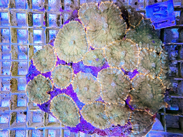 Rhodactis spec. (129)