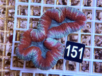 Lobophyllia spec. - Hirnkoralle ultra (151) Lobophyllia spec. - Hirnkoralle ultra (151)