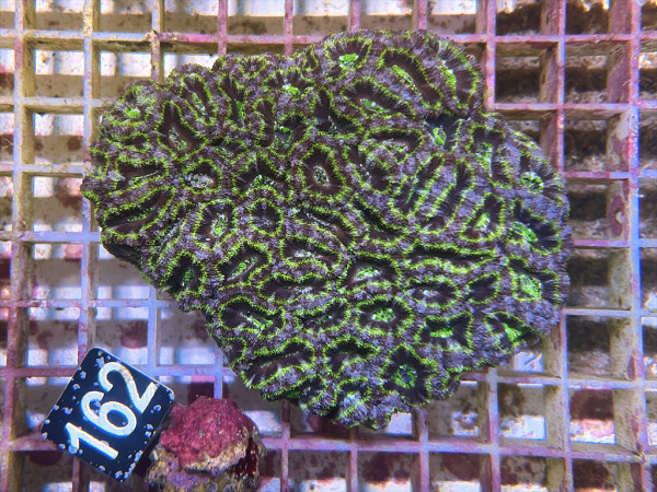 Acanthastrea spec. ultra (162)