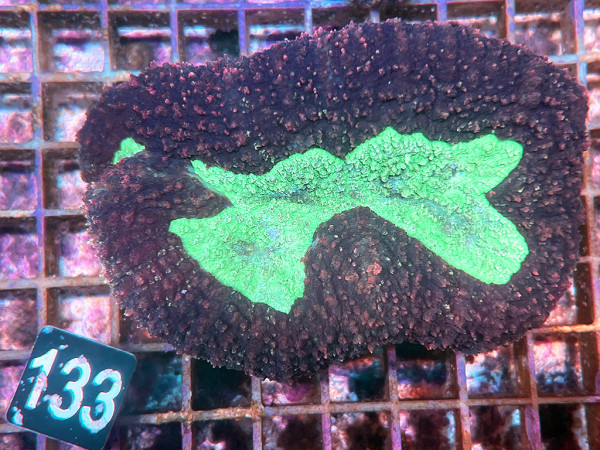 Lobophyllia spec. - Hirnkoralle ultra (133)