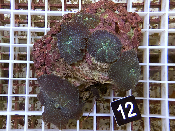 Discosoma spec. blue spotts (12)