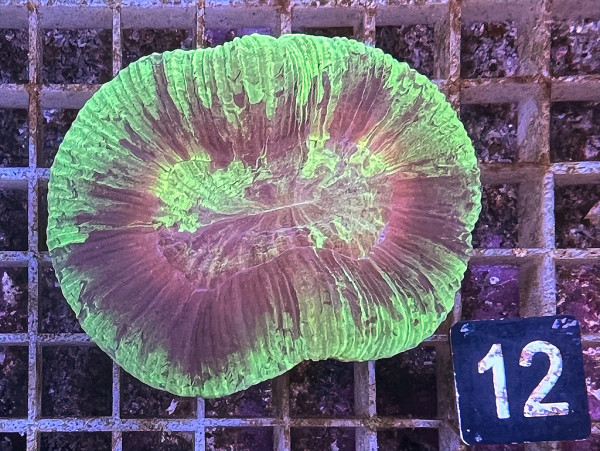 Trachyphyllia geoffroyi multicolor (12)