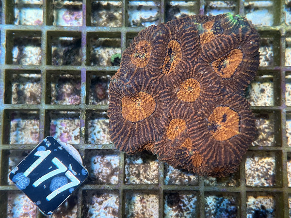 Acanthastrea echinata (177)