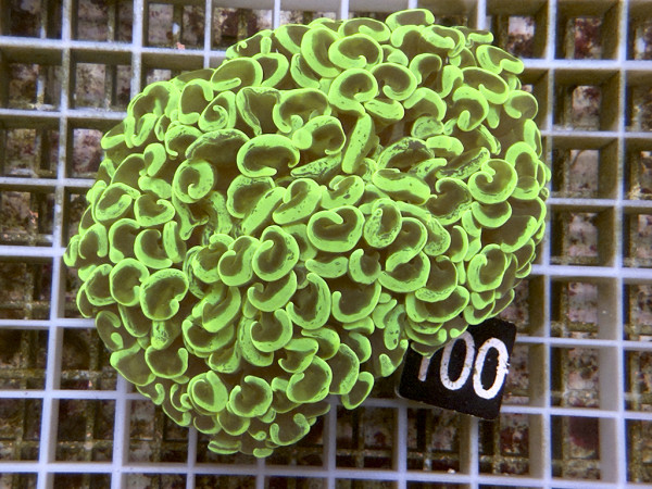 Euphyllia ancora neon green (100)