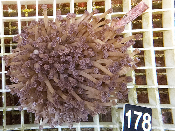 Goniopora spec. purple (178)