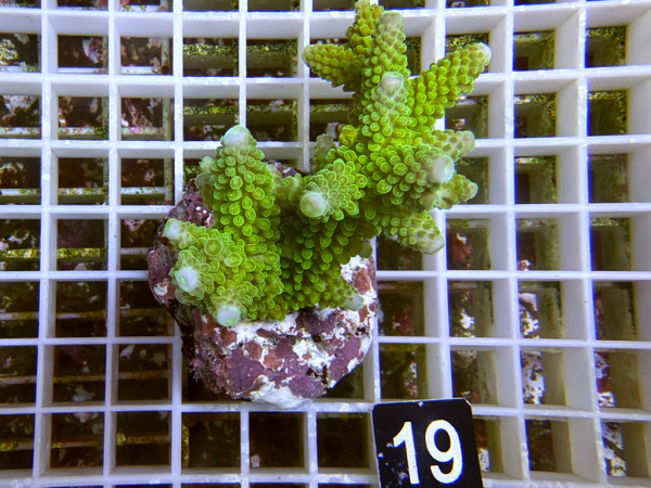 Acropora formosa (19)