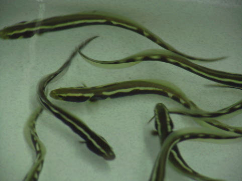 Pholidichthys leucotaenia - Aalgrundel-Paar adult