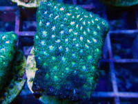 Leptastrea spec. - Leptastrea Green Frag Leptastrea spec. - Leptastrea Green Frag