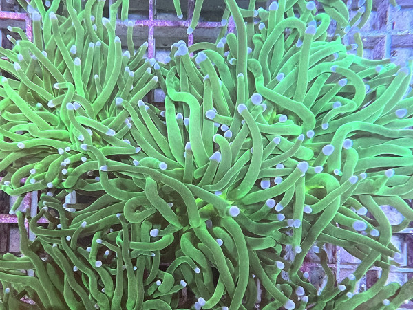 Euphyllia glabrescens - Euphyllia, neon grün Einzelpolyp