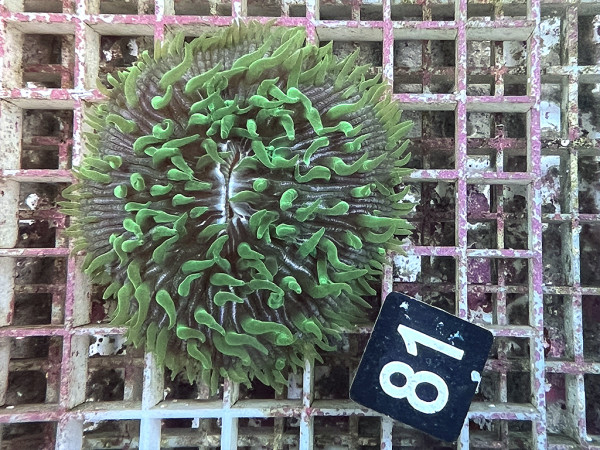 Fungia spec. green (81)