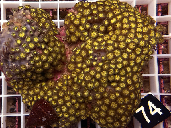 Zoanthus spec. Krustenanemonen (74)