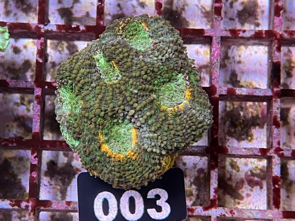 Acanthastrea echinata - Acanthastrea echinata grün orange Frag (003)