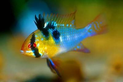 Mikrogeophagus ramirezi - Schmetterlingsbuntbarsch, blau NZ