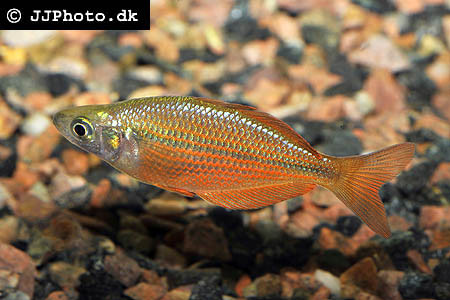 Glossolepis multisquamata - Sepik-Regenbogenfisch