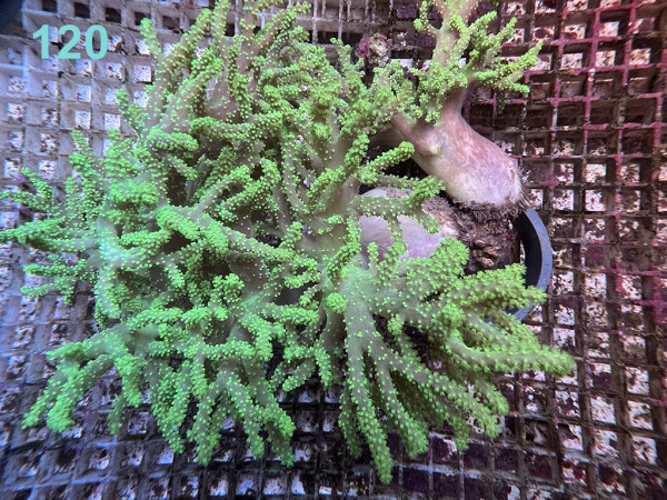 Sinularia flexibilis - Spagettikoralle neon grün XXL (120)