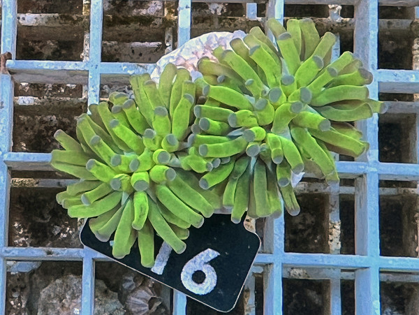 Euphyllia glabrescens Frag (116)