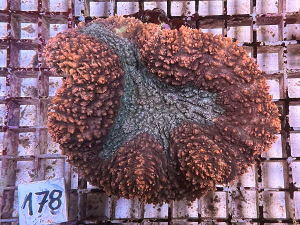 Lobophyllia spec. - Hirnkoralle ultra (178)