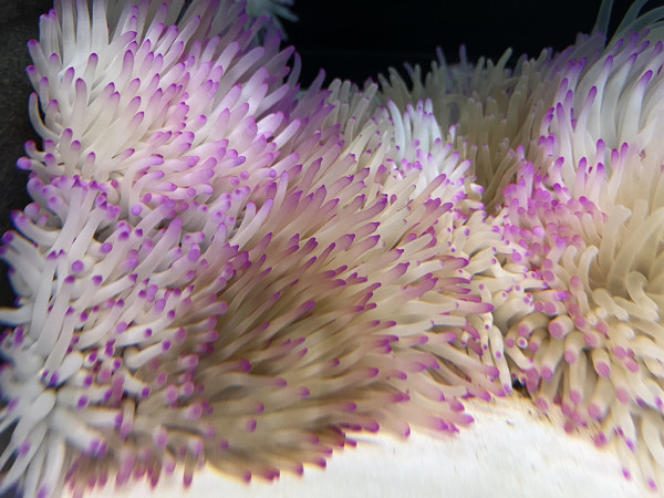 Condylactis gigantea - Florida-Anemone, ultra-pink