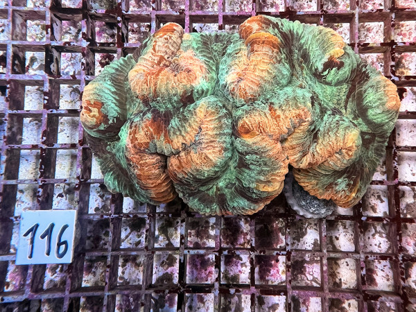 Trachyphyllia geoffroyi multicolor (116)