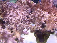 Sinularia spec. - Fingerlederkoralle Sinularia spec. - Fingerlederkoralle