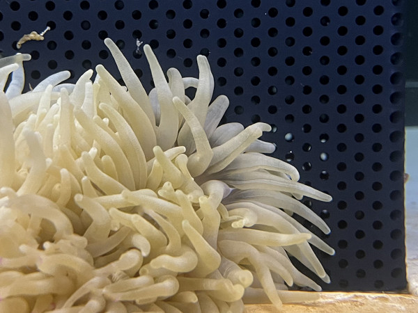 Condylactis gigantea - Florida-Anemone