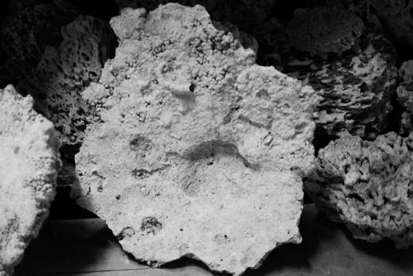Láminas de roca de arrecife - roca seca natural de arrecife