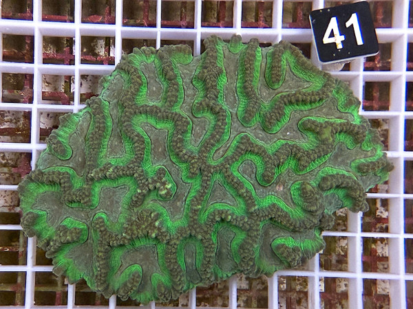 Oulophyllia spec. - Hirnkoralle (41)
