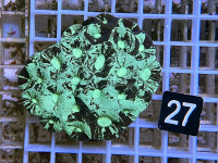 Favia spec. (27) Favia spec. (27)