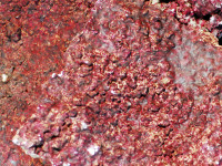 Real Reef Rock Slabs - artificial reef rock, slabs Real Reef Rock Slabs - artificial reef rock, slabs