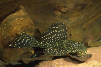 Glyptoperichthys joselimaianus - Goldflecken Segelschilderwels