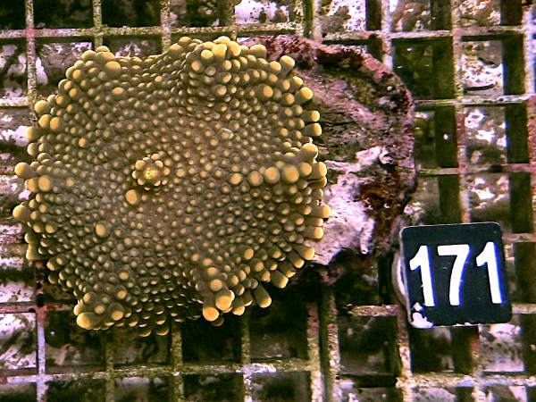 Ricordea yuma - Yuma Scheibenanemonen orange (171)