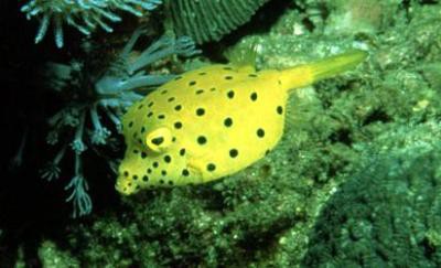 Ostracion cubicus - Schwarzpunkt-Kofferfisch