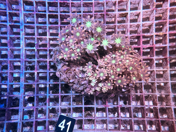 Clavularia spec. - Stolonifera, tricolor (41)