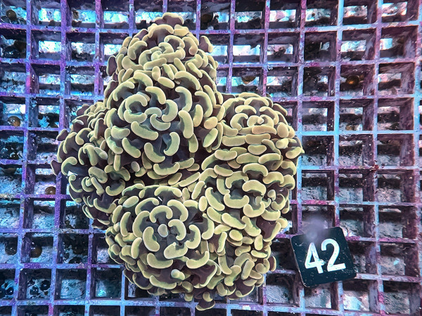 Euphyllia paraancora - Hammerkoralle gold (42)