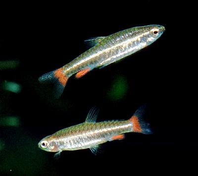 Nannostomus anduzei - Zwergziersalmler, Rarität!!