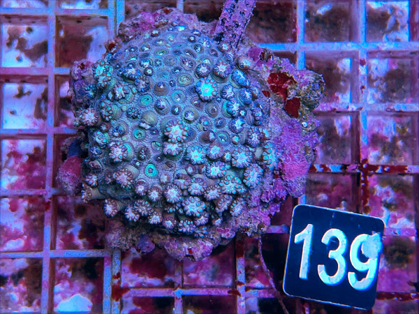 Goniopora spec. blue green (139)